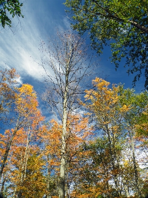 Foto árbol naturaleza bosque rama