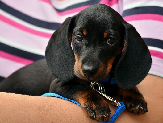 Foto Anak anjing satwa bulu