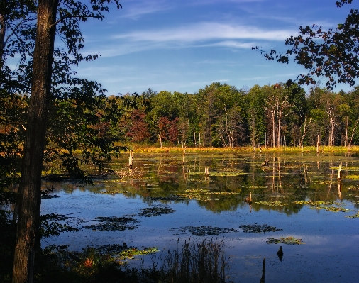 Landscape tree water nature Photo