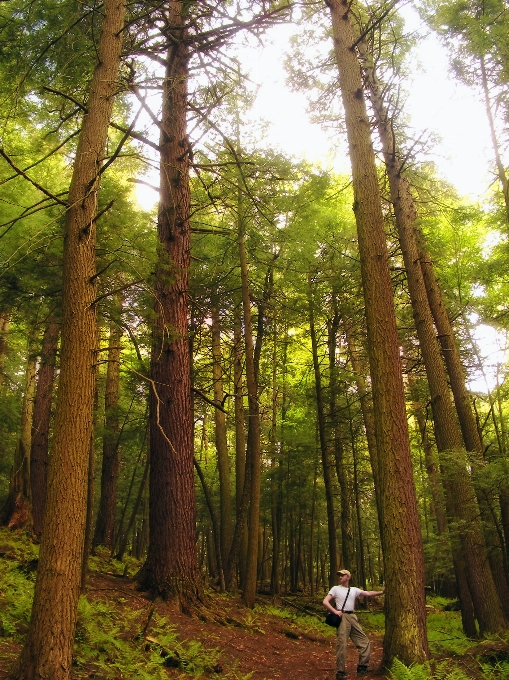 Tree nature forest wilderness