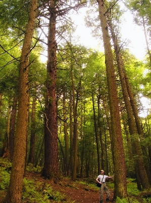 Baum natur wald wildnis
 Foto