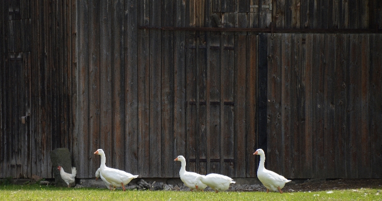 Bird meadow barn animal Photo