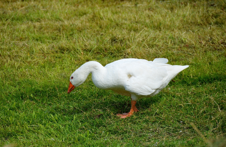 Naturaleza césped pájaro ala