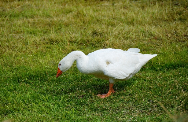 Photo Nature herbe oiseau aile