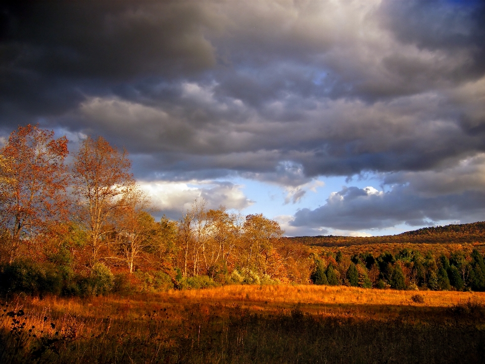 Landscape tree nature forest