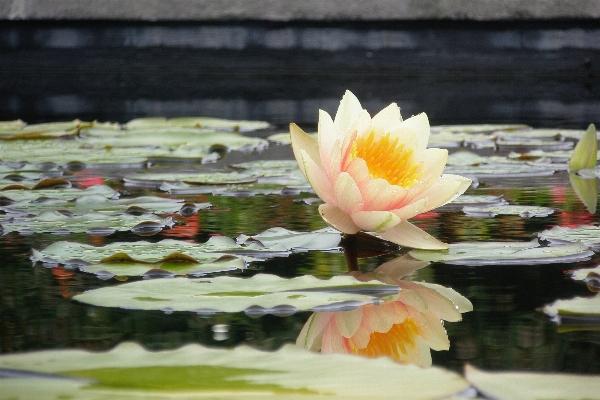 Foto Acqua natura fiore pianta