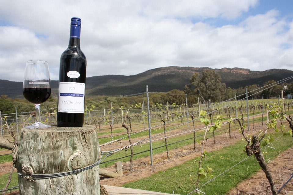 Landscape vineyard wine countryside