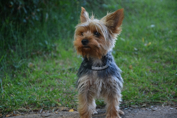 Foto Perro animal mamífero vertebrado
