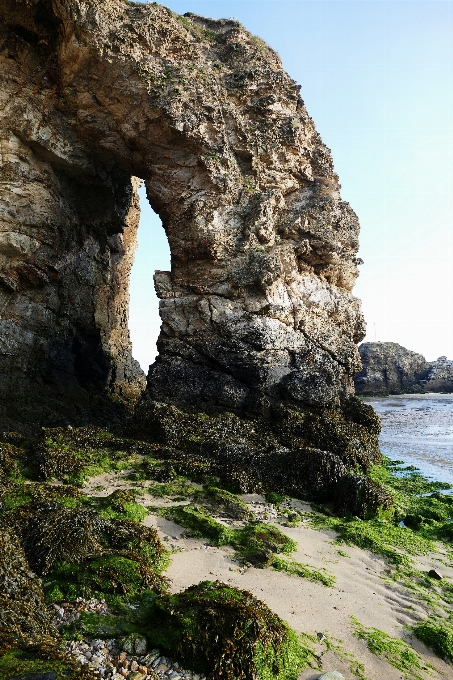 海滩 海 海岸 树