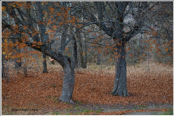 Tree forest branch plant Photo