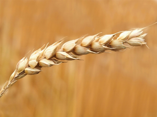 Nature grass branch plant Photo