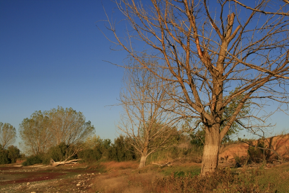 Landschaft baum natur gras