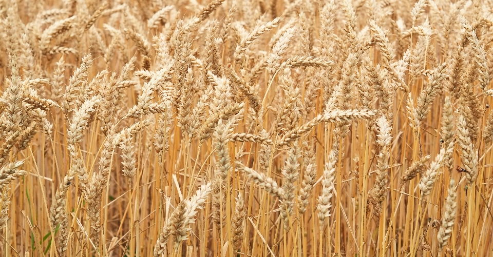 Natura pianta campo orzo