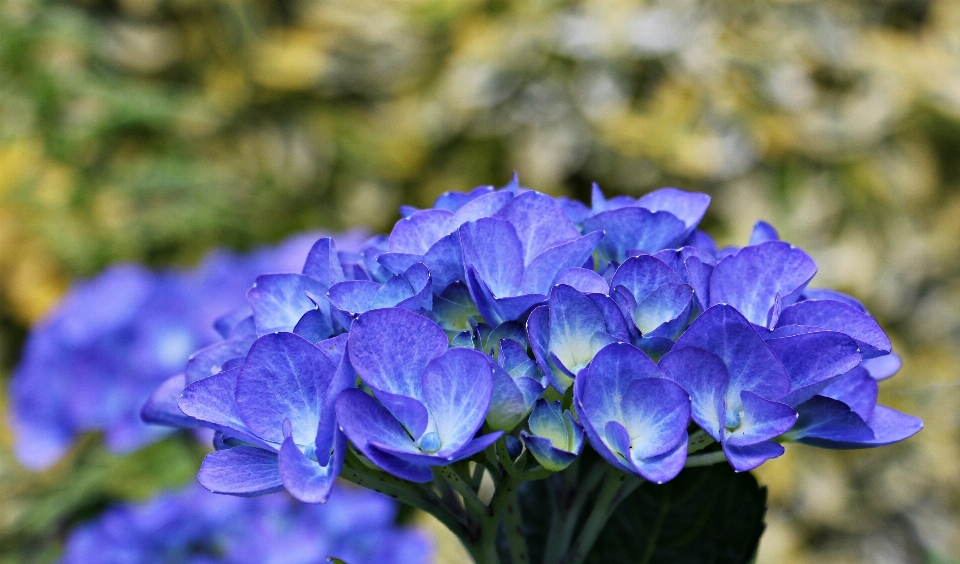 Naturaleza planta flor pétalo