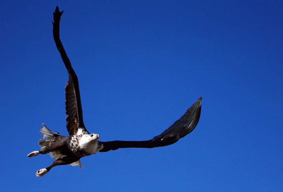 Natur vogel flügel himmel