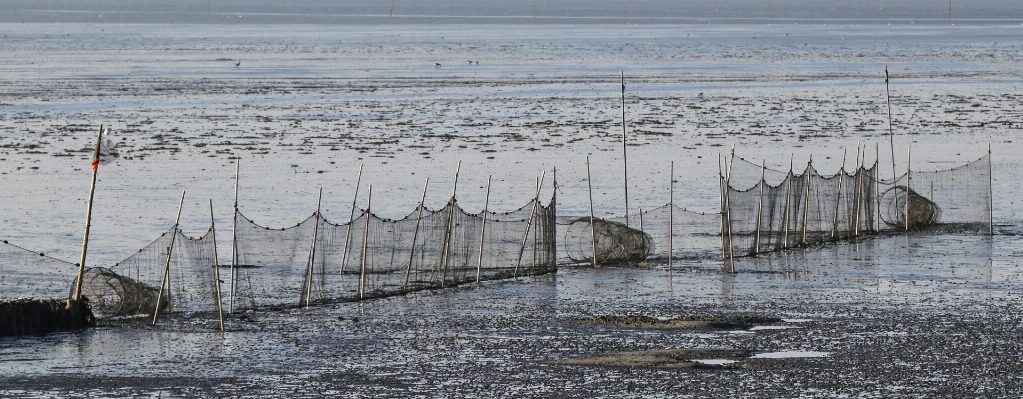 Foto Laut pesisir rawa
 musim dingin