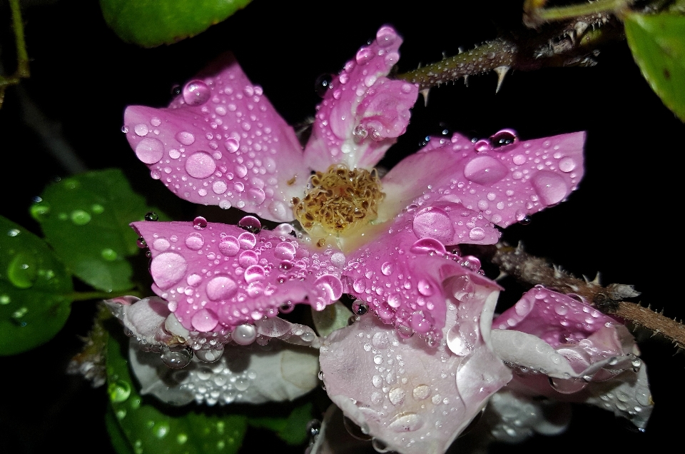 Natura fiore sharp rugiada