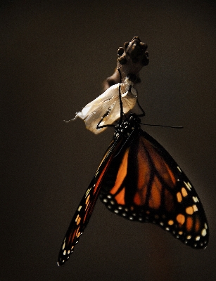 Nature wing wildlife orange Photo