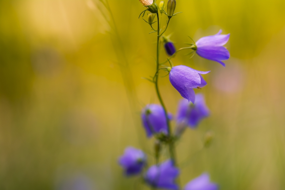 Natur blüte anlage fotografie