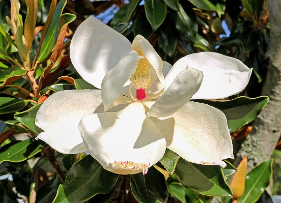 木 自然 花 植物 写真