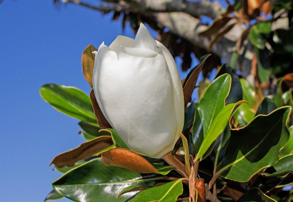 Baum natur zweig blüte Foto