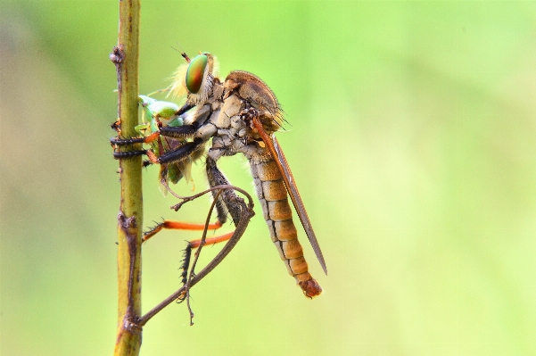 Foto Alam fotografi satwa margasatwa