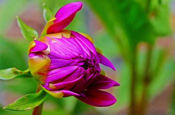 Nature blossom open plant Photo