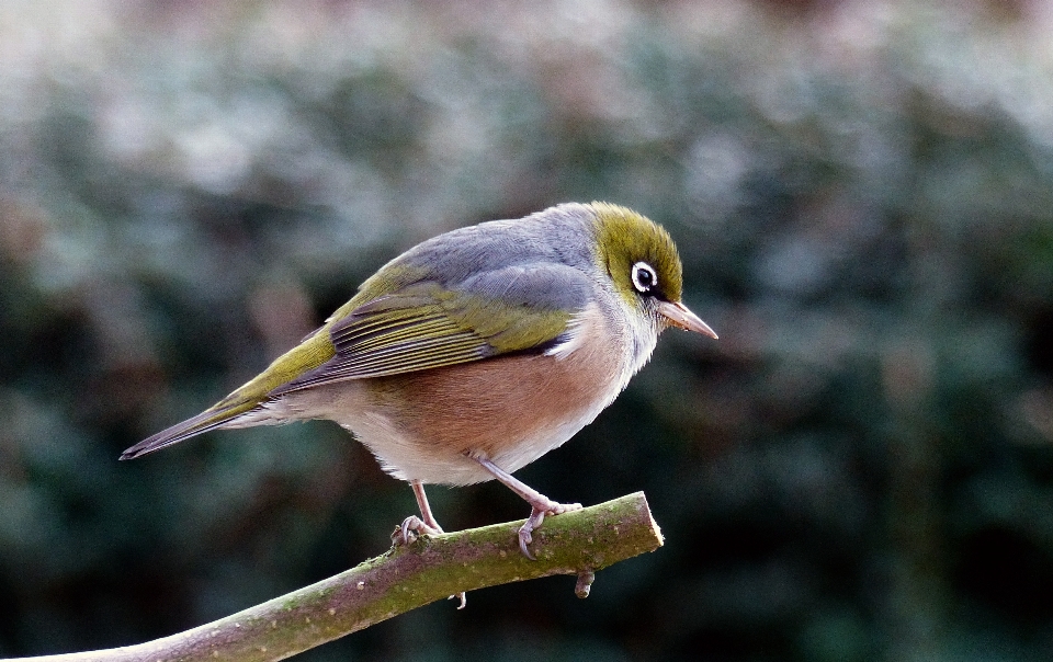 自然 鳥 野生動物 嘴