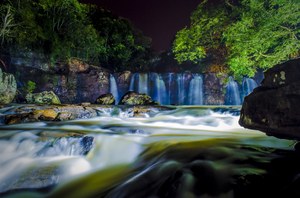 Albero acqua natura foresta