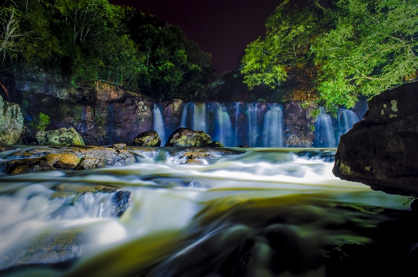 Tree water nature forest Photo