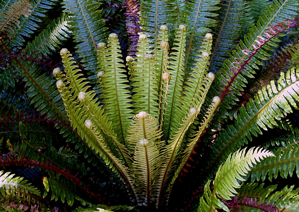 Plant leaf flower botany