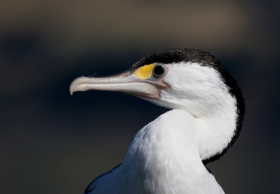 鳥 羽 海鳥
 野生動物