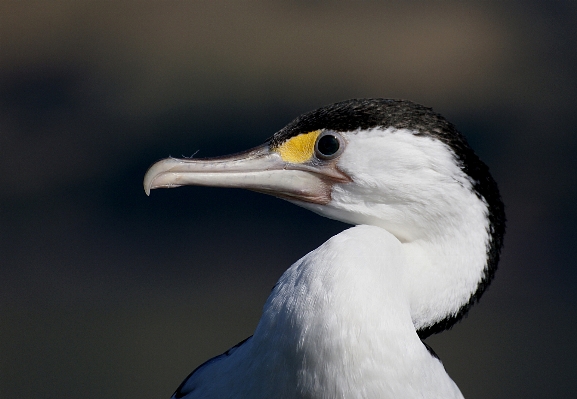 鳥 羽 海鳥
 野生動物 写真