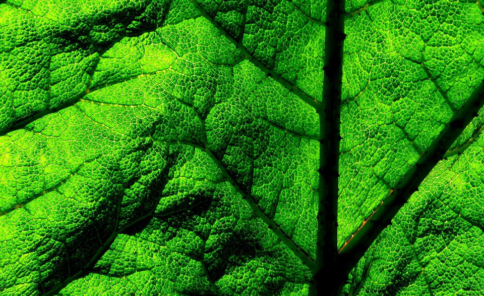 Albero natura foresta pianta