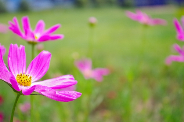 Nature grass blossom plant Photo