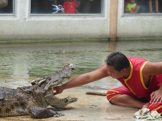 Foto Menunjukkan reptil thailand buaya