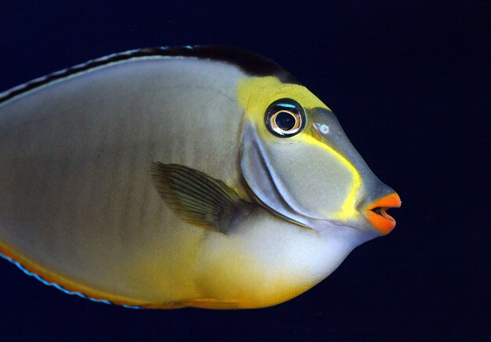 Underwater beak biology yellow