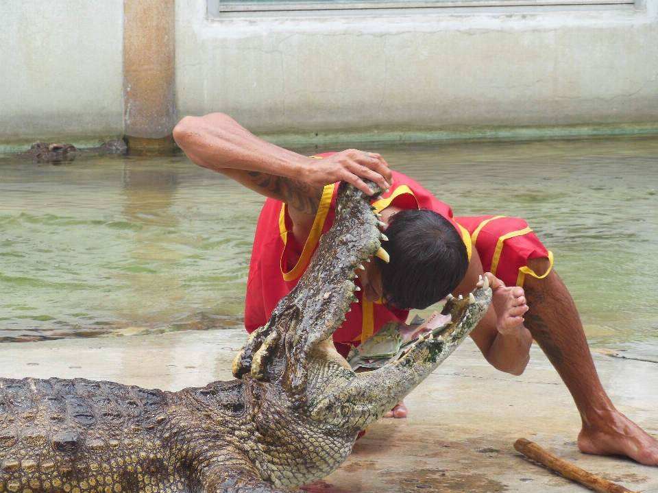 Espectáculo reptil tailandia cocodrilo