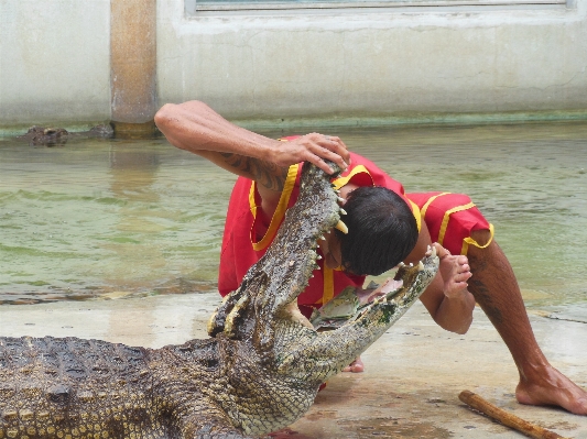 Foto Menunjukkan reptil thailand buaya