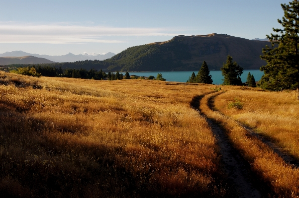 Photo Paysage arbre nature herbe