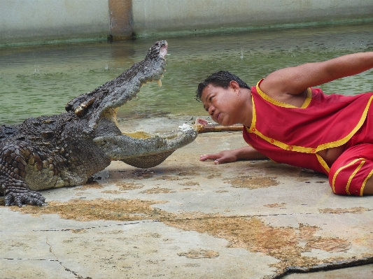 Foto Menunjukkan reptil thailand buaya