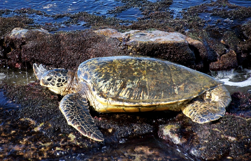 野生动物 生物学 龟 海龟