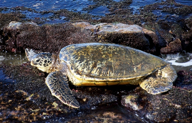 Foto Animais selvagens biologia tartaruga marinha
