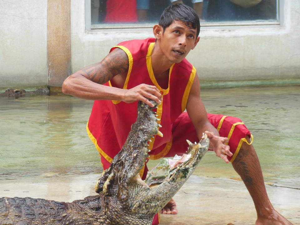 Menunjukkan thailand buaya kuil