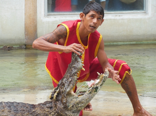 Foto Menunjukkan thailand buaya kuil