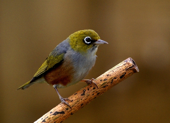 Nature branch bird wildlife Photo