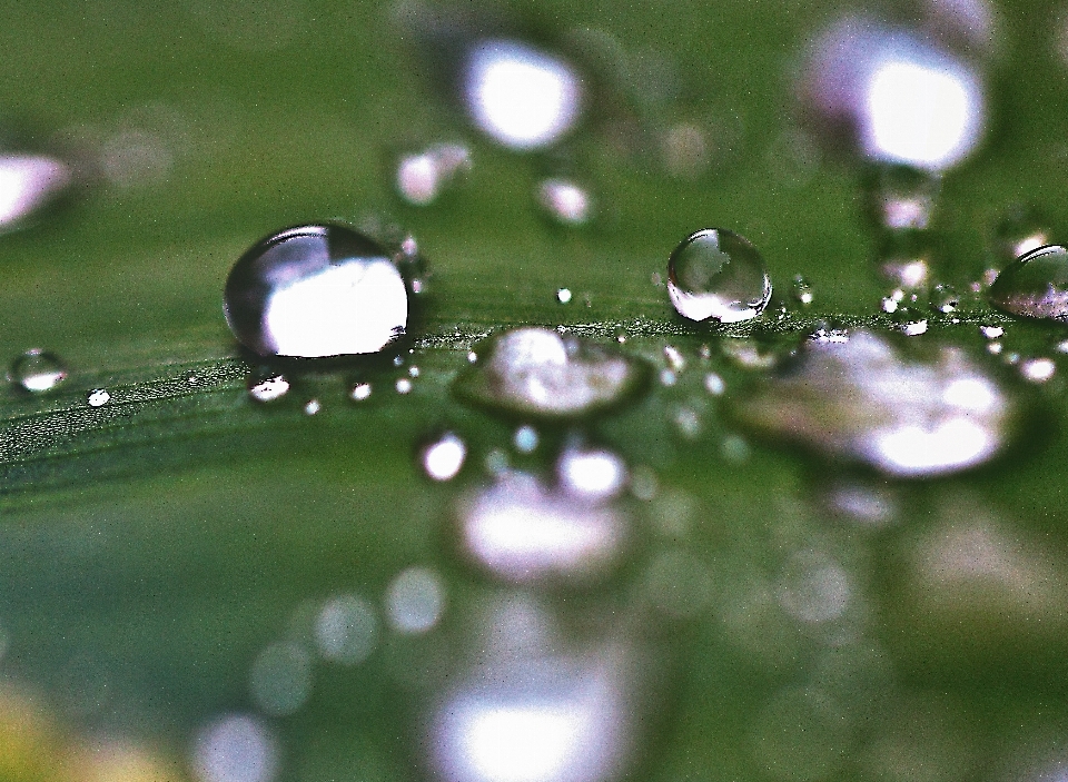 Water nature grass drop