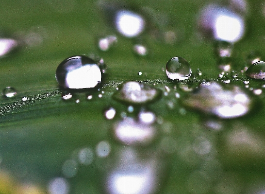 Water nature grass drop Photo