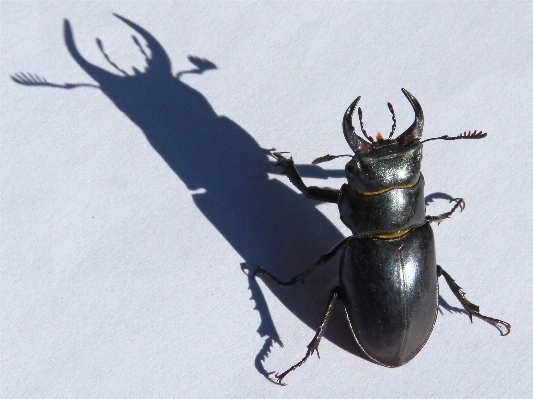 Insect shadow invertebrate beetle Photo