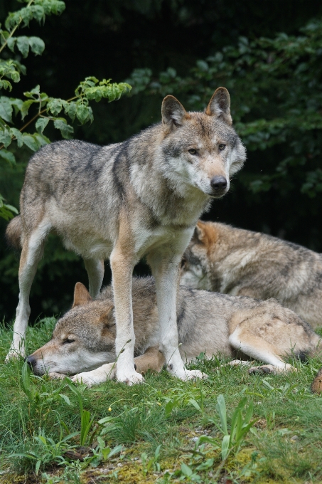 Faune mammifère loup prédateur